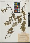 Foto von Salix glauca L.